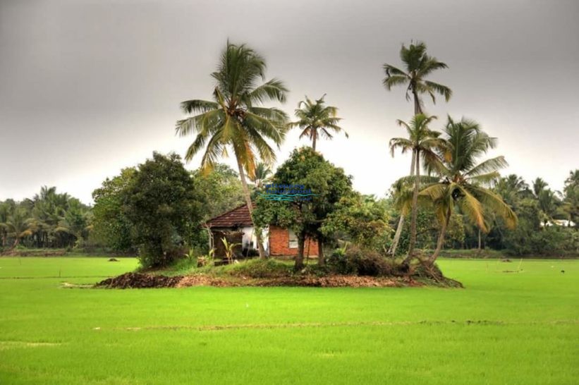 boat cruise alleppey day cruise houseboat alleppey alleppey houseboat club boat cruise alleppey day cruise houseboat alleppey alleppey houseboat club