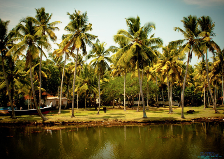 coconut groves on the banks of backwater