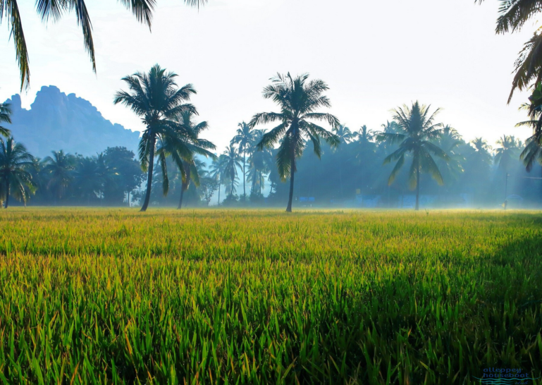 green paddy fields