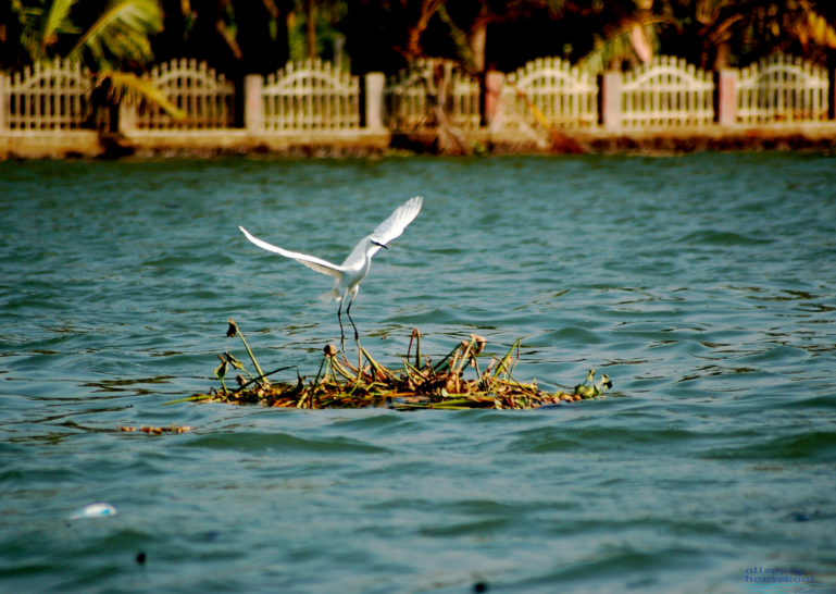 migratory bird in alleppey backwaters