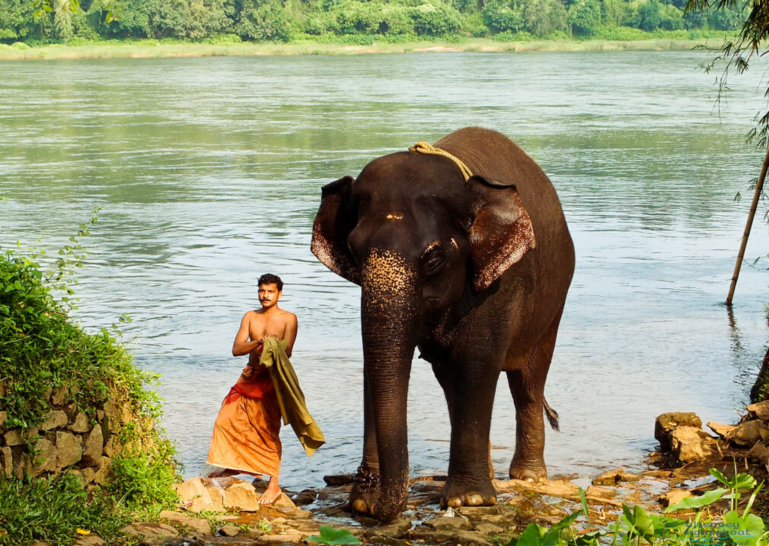 elephant training in Kerala
