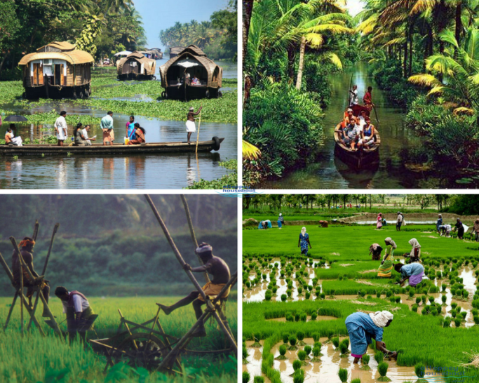 kuttanad village in alleppey